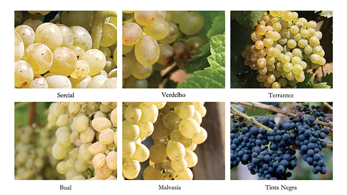 マデイラワイン造りに使われるブドウ品種
