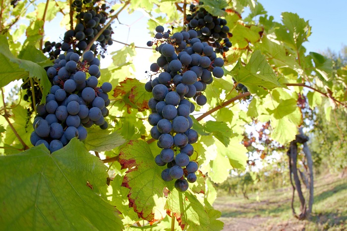 イタリア高級ワインのバローロ（Barolo）は「ワインの王様」 | アカデミー・デュ・ヴァン ブログ