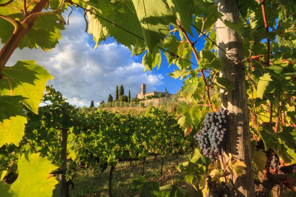 サンジョベーゼのワイン畑から望むトスカーナの風景