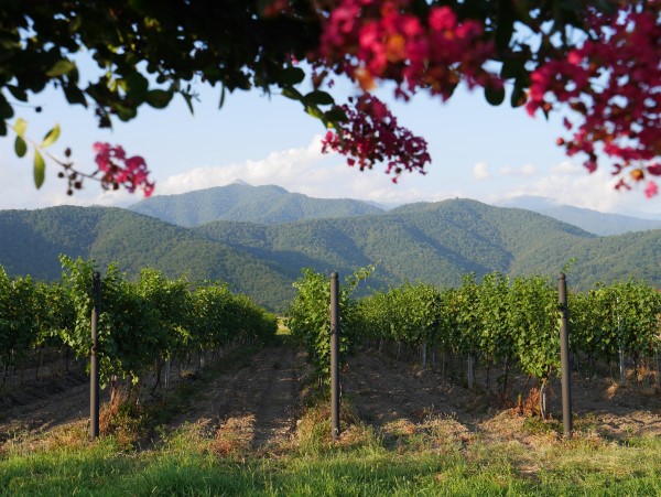 ジョージア最大のワイン産地カヘティ地方のワイン畑