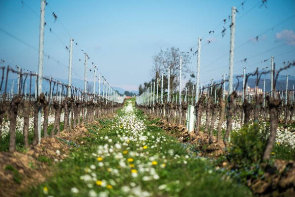 フランチャコルタ　オーガニックのワイン畑