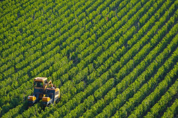 オーストラリアワインの機械収穫