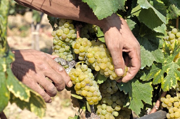 カラブリアワインの土着品種「グレコ・ビアンコ」